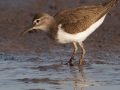Common Sandpiper