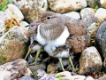 Common Sandpiper