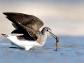 Common Sandpiper