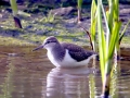 Common Sandpiper