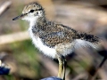 Common Sandpiper