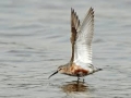 Common Sandpiper