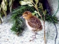 Common Sandpiper