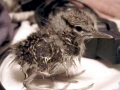Common Sandpiper