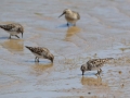 Common Sandpiper