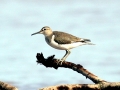 Common Sandpiper
