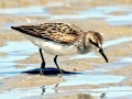 Common Sandpiper
