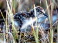 Common Sandpiper