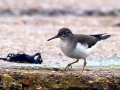 Common Sandpiper