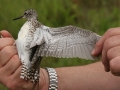 Common Sandpiper