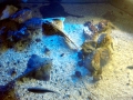 Common Skate