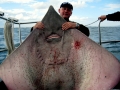 Common Skate