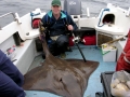 Common Skate