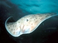Common Skate