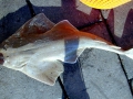 Common Skate