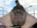 Common Skate