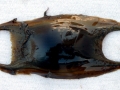 Common Skate