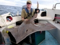 Common Skate