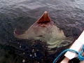 Common Skate