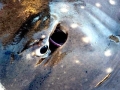 Common Skate