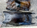 Common Skate