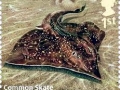Common Skate