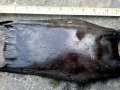 Common Skate