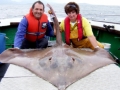 Common Skate