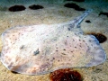 Common Skate