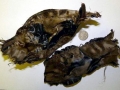 Common Skate