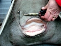 Common Skate