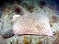 Common Skate