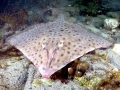 Common Skate