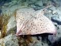 Common Skate