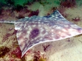 Common Skate