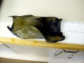 Common Skate