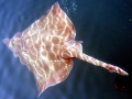 Common Skate