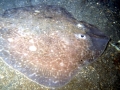 Common Skate