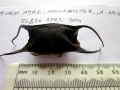 Common Skate