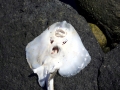 Common Skate