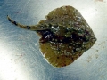 Common Skate