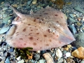 Common Skate