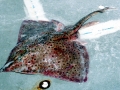Common Skate