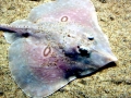 Common Skate