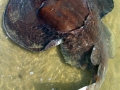 Common Skate