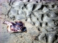 Common Skate