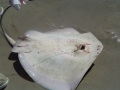 Common Skate