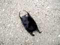 Common Skate