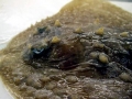 Common Skate