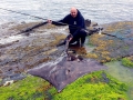 Common Skate